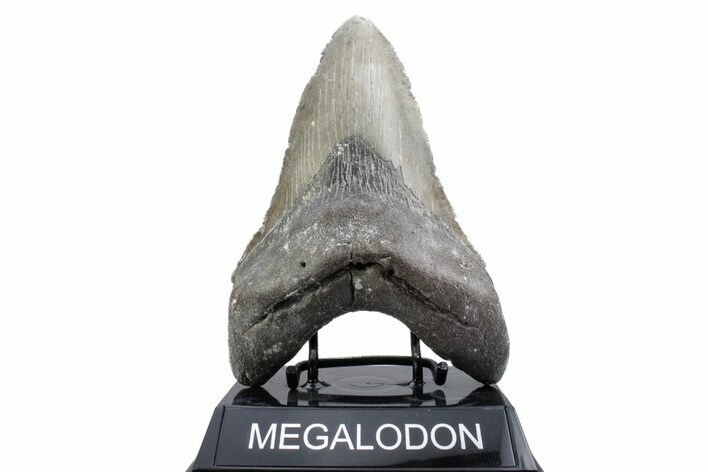 Huge, Fossil Megalodon Tooth - North Carolina #381342